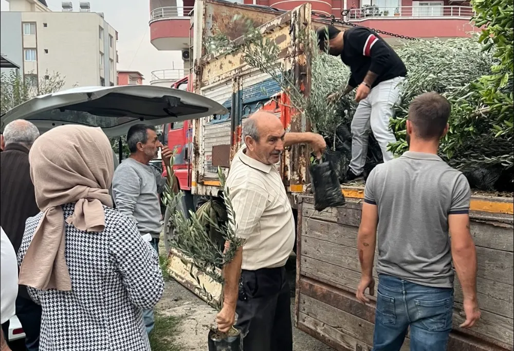 DÖRTYOL ZİRAAT ODASI “TRİLYA” ÇEŞİDİ ZEYTİN FİDAN DAĞITIMI GERÇEKLEŞTİRDİ