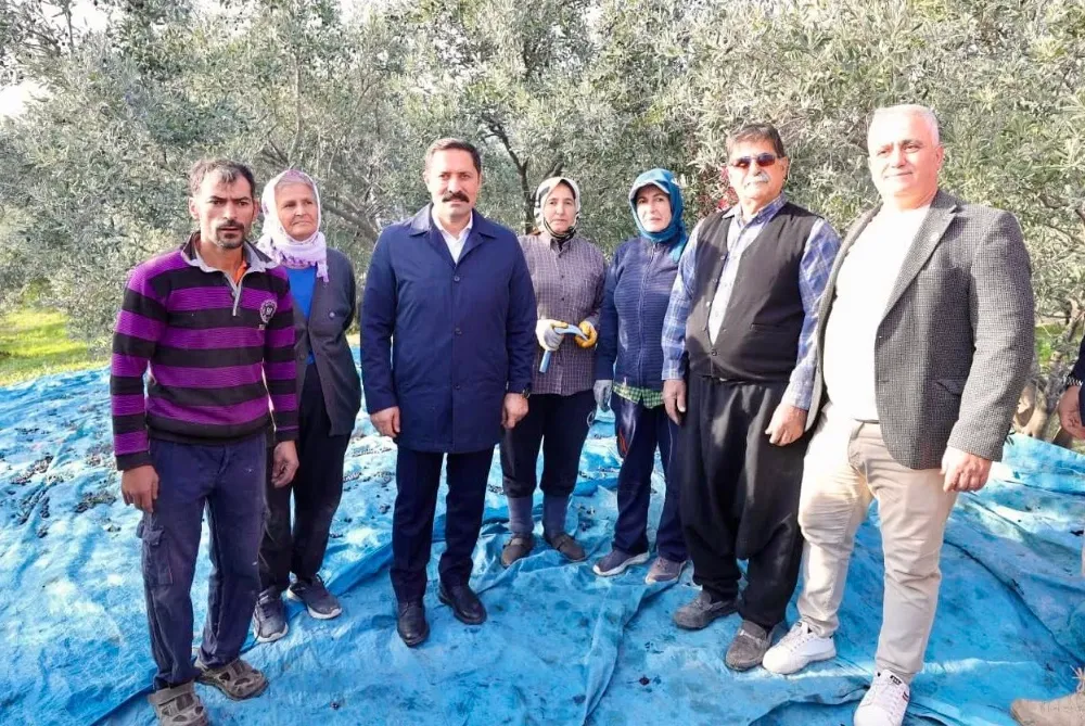 MASATLI; HATAY’IMIZIN ASIRLIK MİRASI ZEYTİN’İN HASADI BEREKETLİ OLSUN!