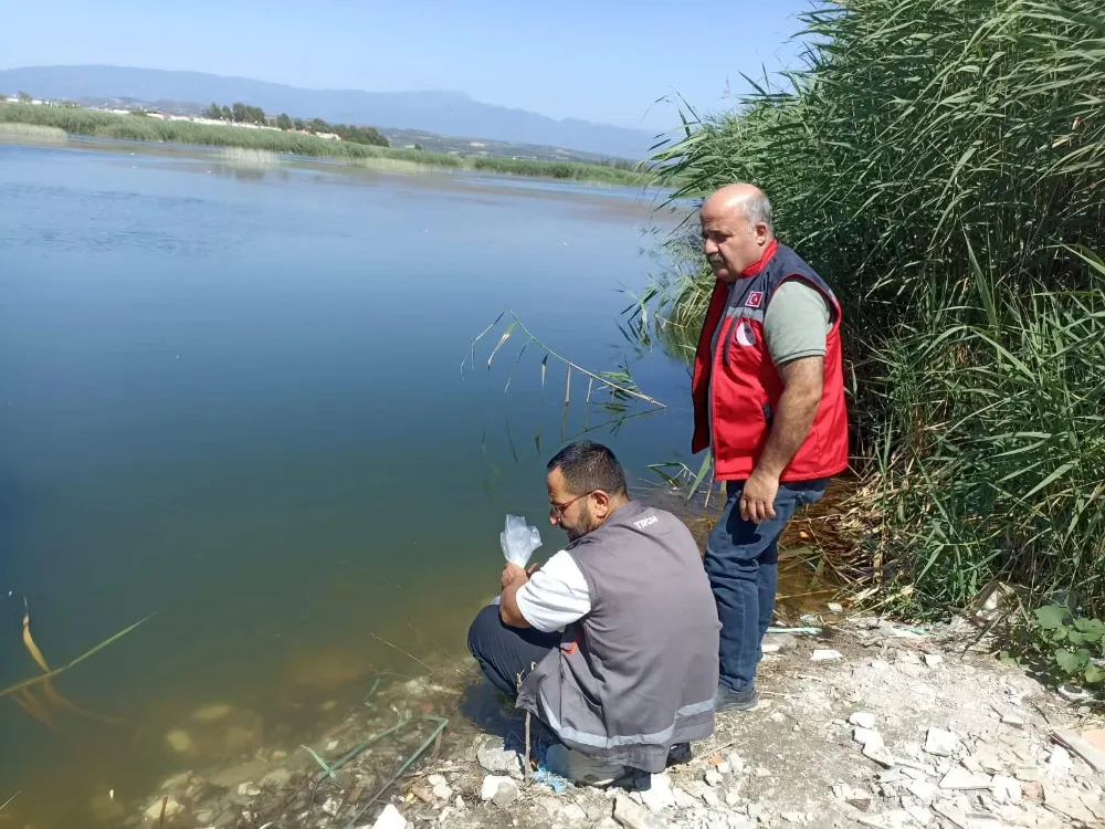 TATLI SU KAYNAKLARINA YAVRU SAZAN BALIĞI YAVRUSU BIRAKILDI